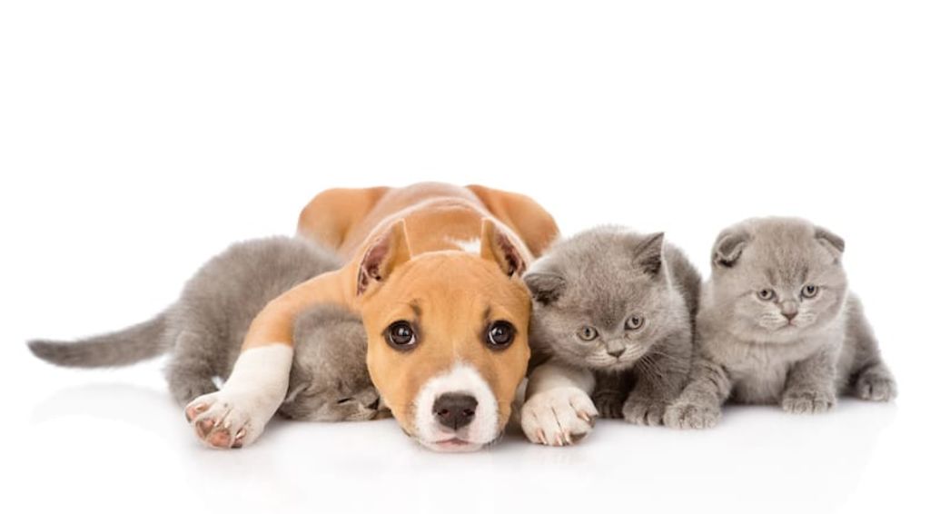 chien chat et prescription antibiotiques vétérinaire