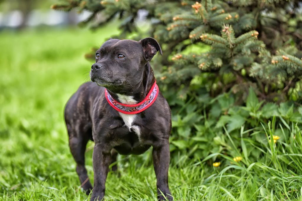 staffordshire bull terrier