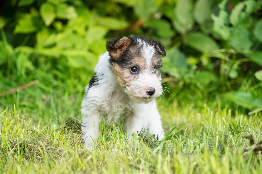 joli chiot fox terrier