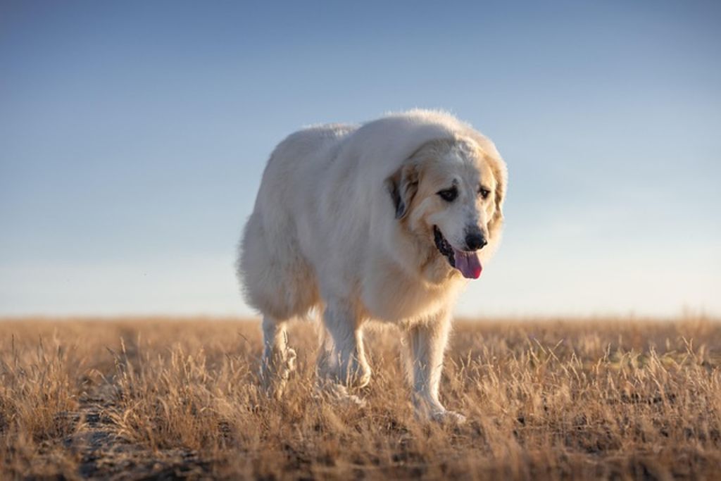 chien montagne des pyrenees