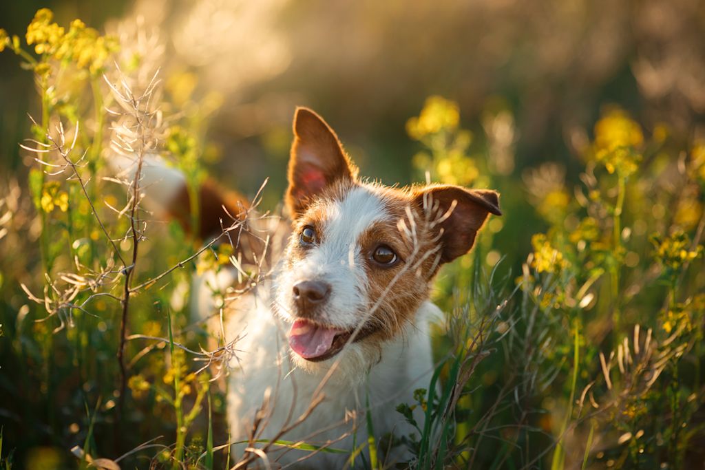 Perro en campo con espigas