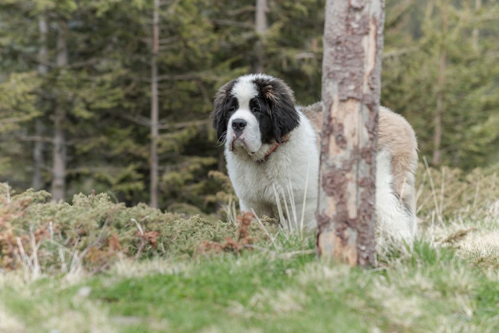 Jeune Saint-Bernard