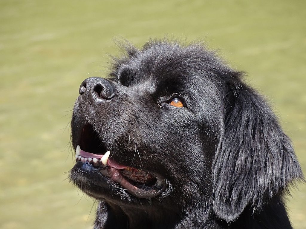 Terre-Neuve vu de profil