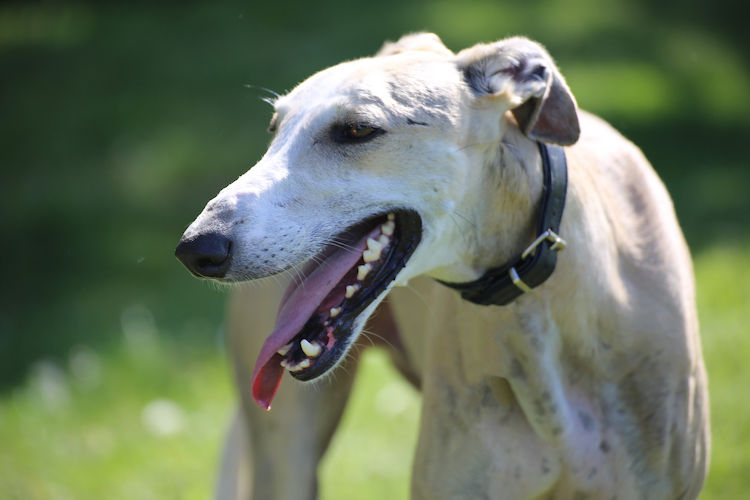 chien galgo espagnol