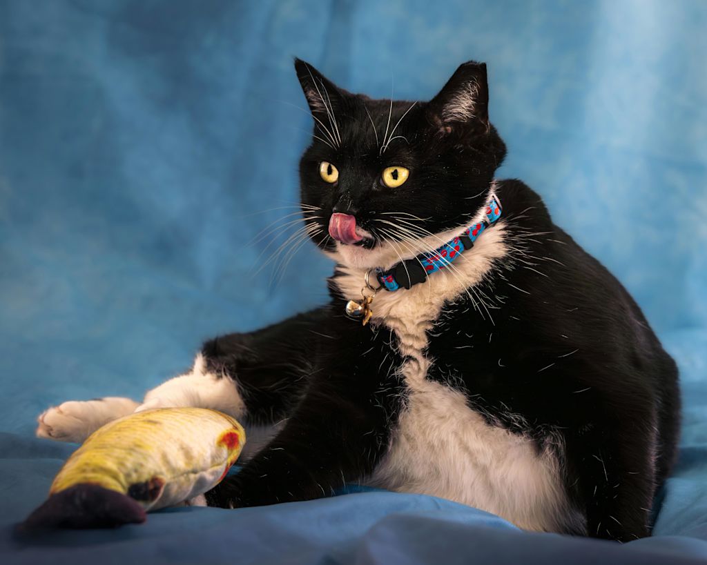 chat qui tient un poisson