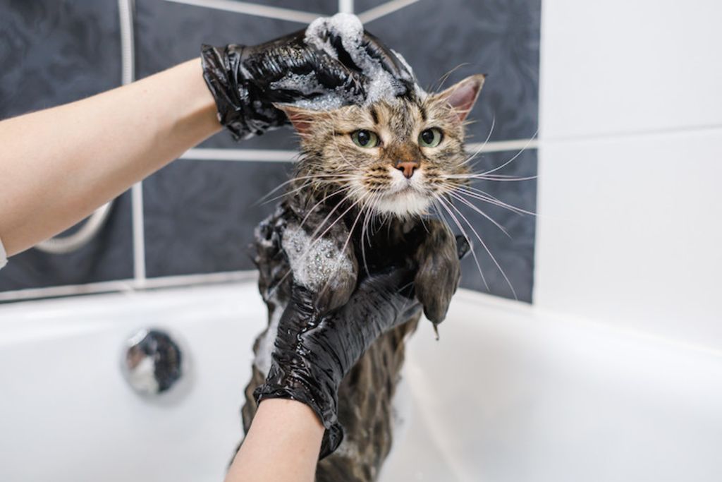 shampooing contre la teigne chez le chat