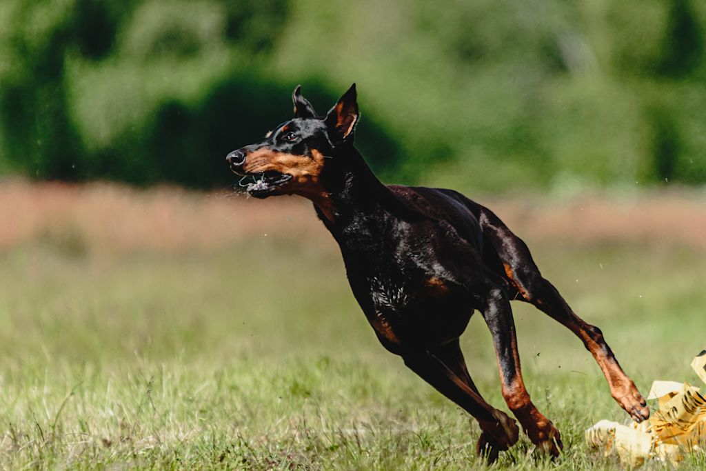 chien de garde dobermann