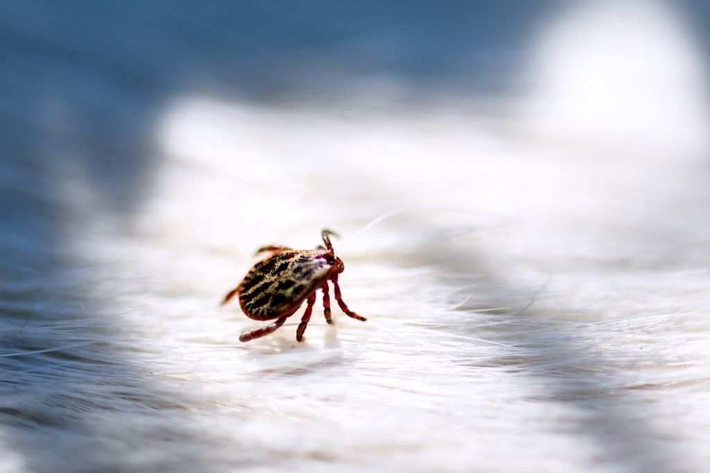 Klein, aber gefährlich