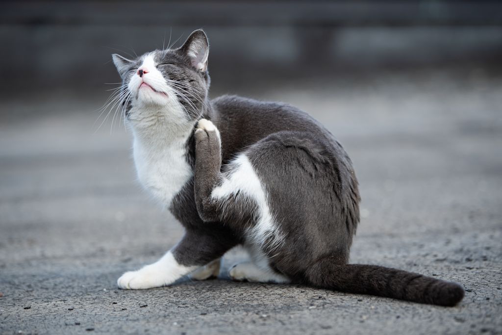 Chat qui se gratte