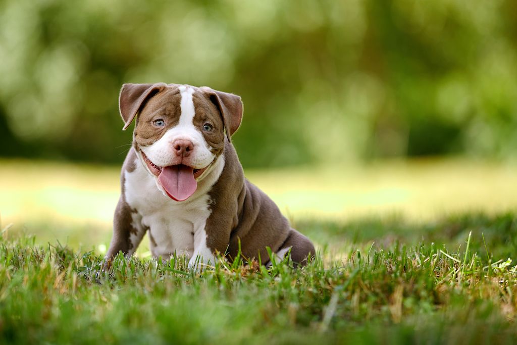american bully