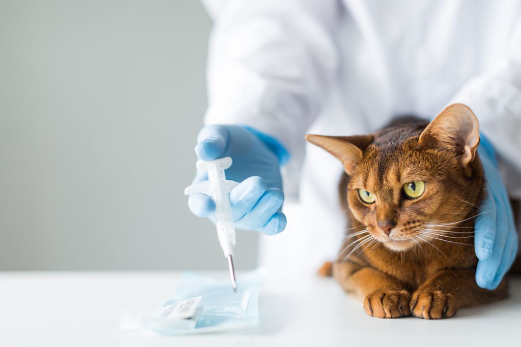 Das Chippen ist schmerzlos