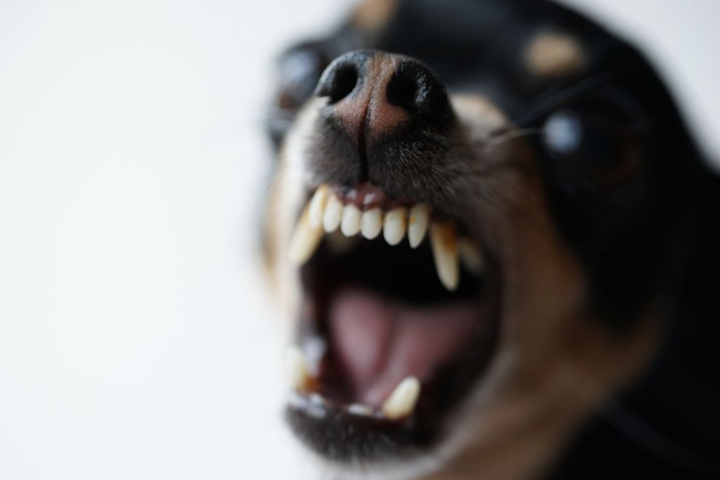 chien agressif