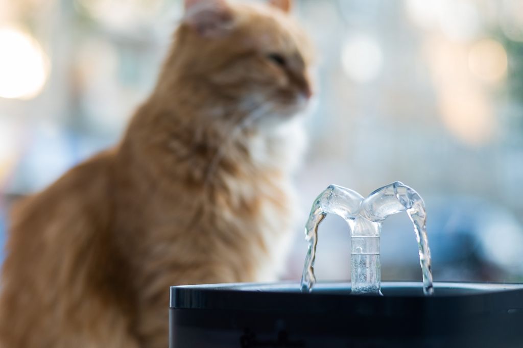 chat senior hydratation