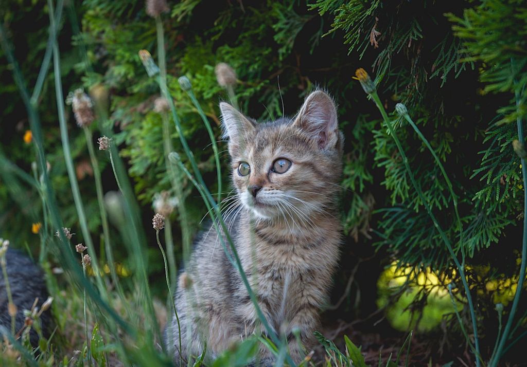chat dans la nature