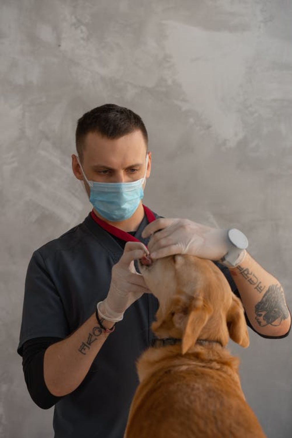 veterinaire dents chien