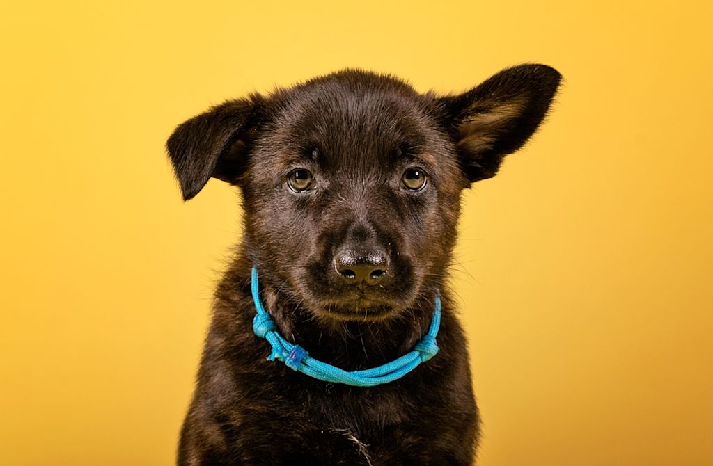 Malinois puppy portret op gele achtergrond