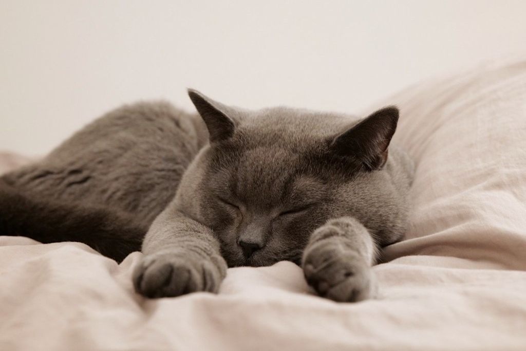 Chat qui dort