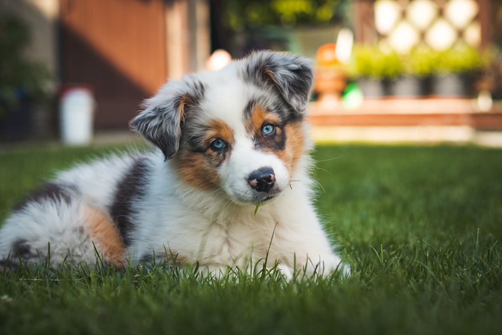 chiot Berger Australien