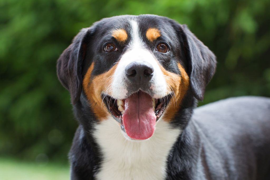Entlebucher Sennenhond kijkt vrolijk naar camera