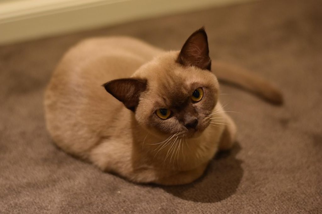 chat burmese