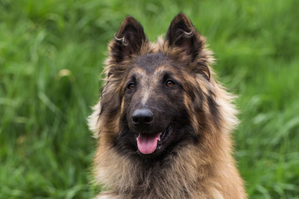 Berger Belge Tervueren de face