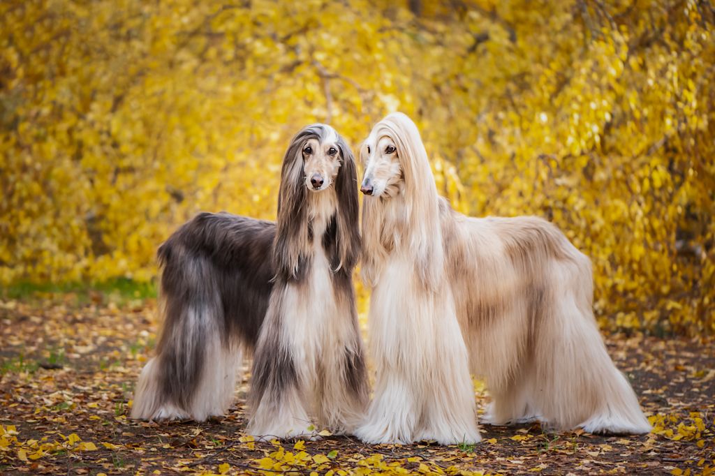 deux levriers afghans