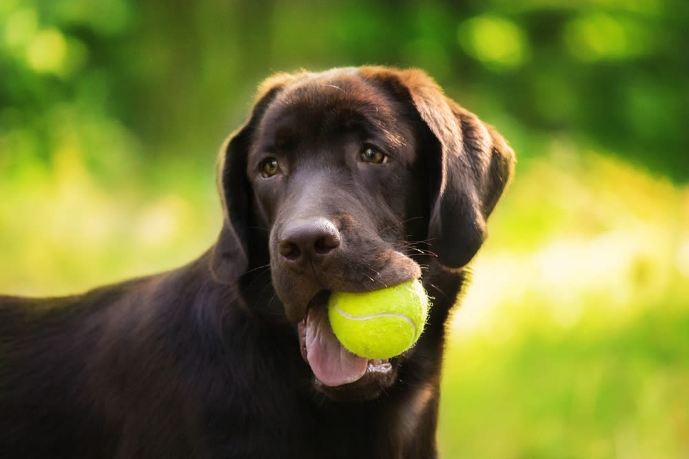 Wasserarbeit gehört zu den Kernaufgaben eines Apportierhundes