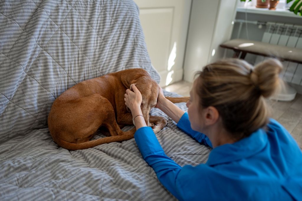 Hund rollt sich auf dem Sofa ein neben Frau