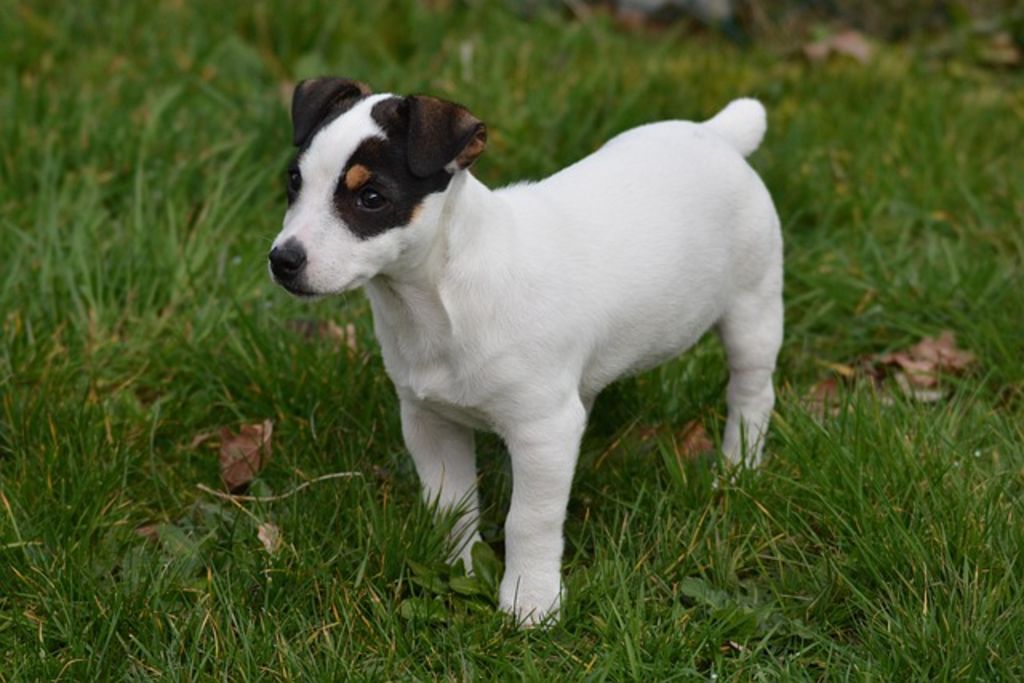 chien anglais jack russell