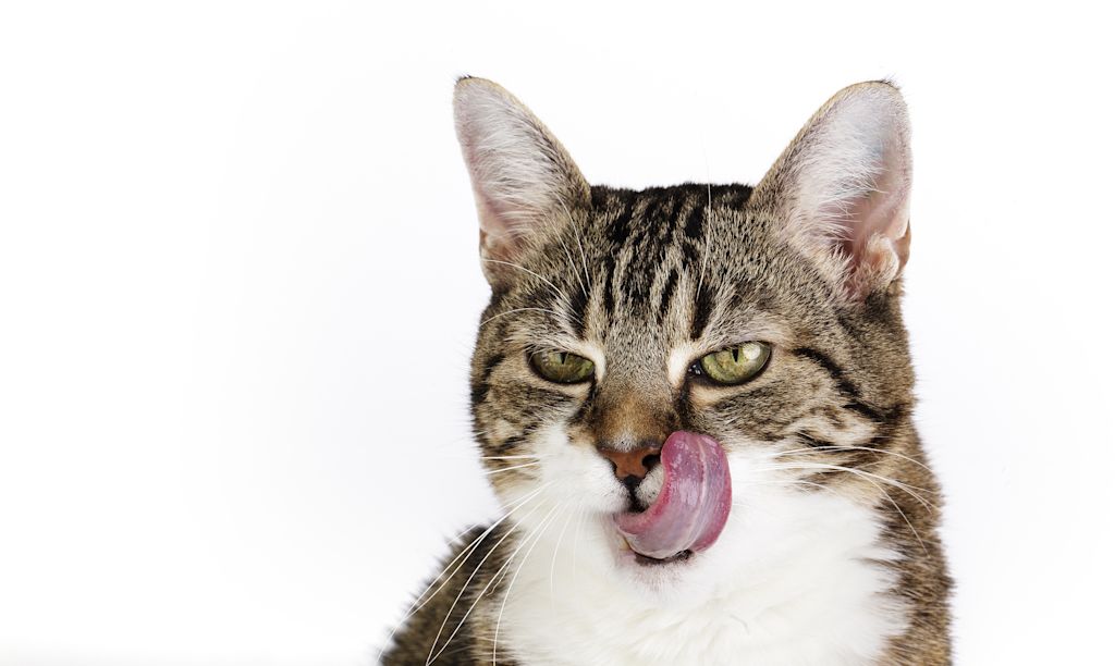 Chat qui se lèche les babines