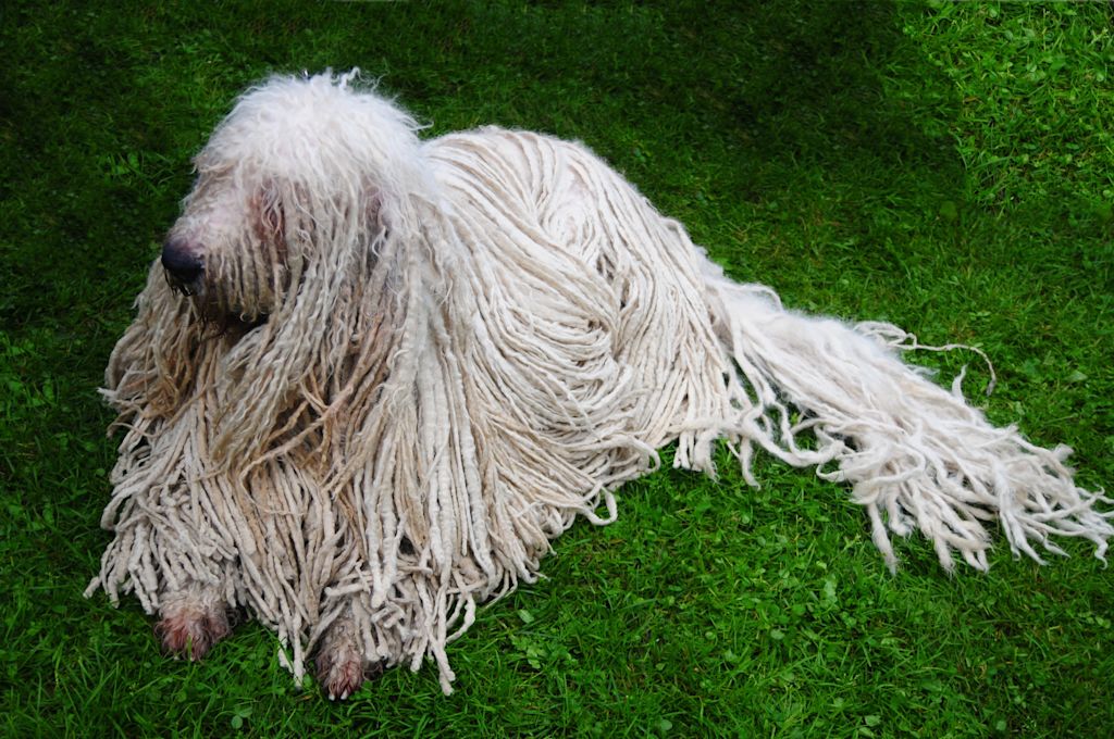 chien komondor