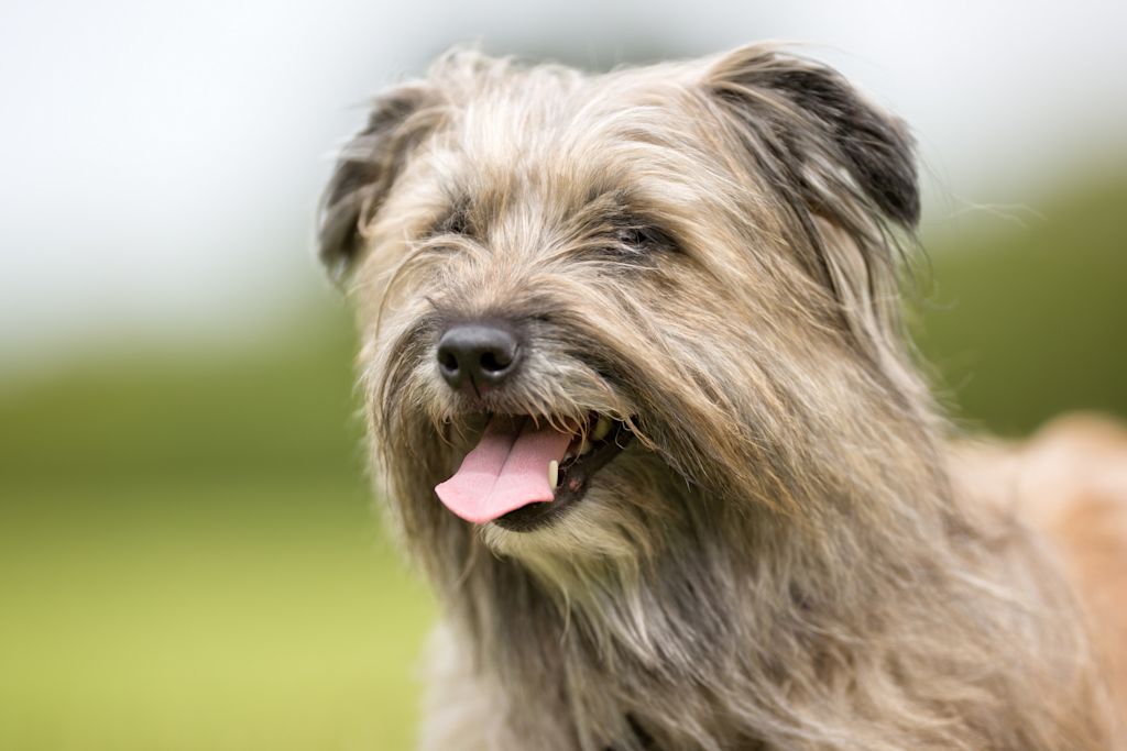 portrait berger des pyrenees