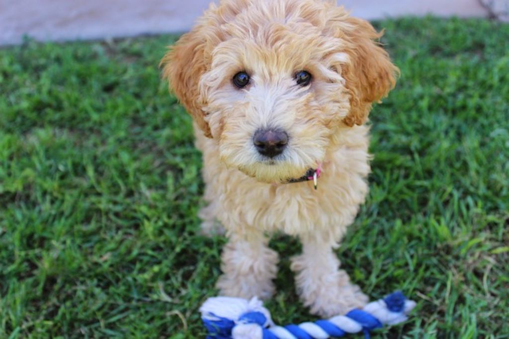 chiot labradoodle