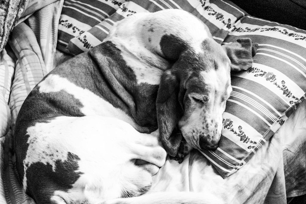 Basset Hound