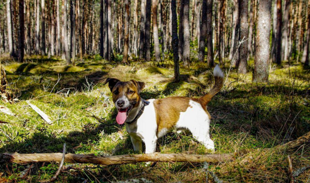 Jack Russell Terriër 2