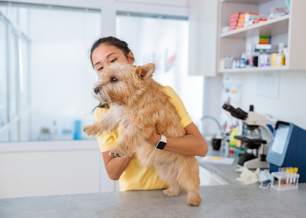 otite chien veterinaire