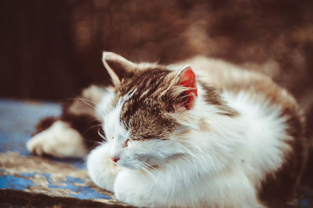 chat tricolore pyothorax