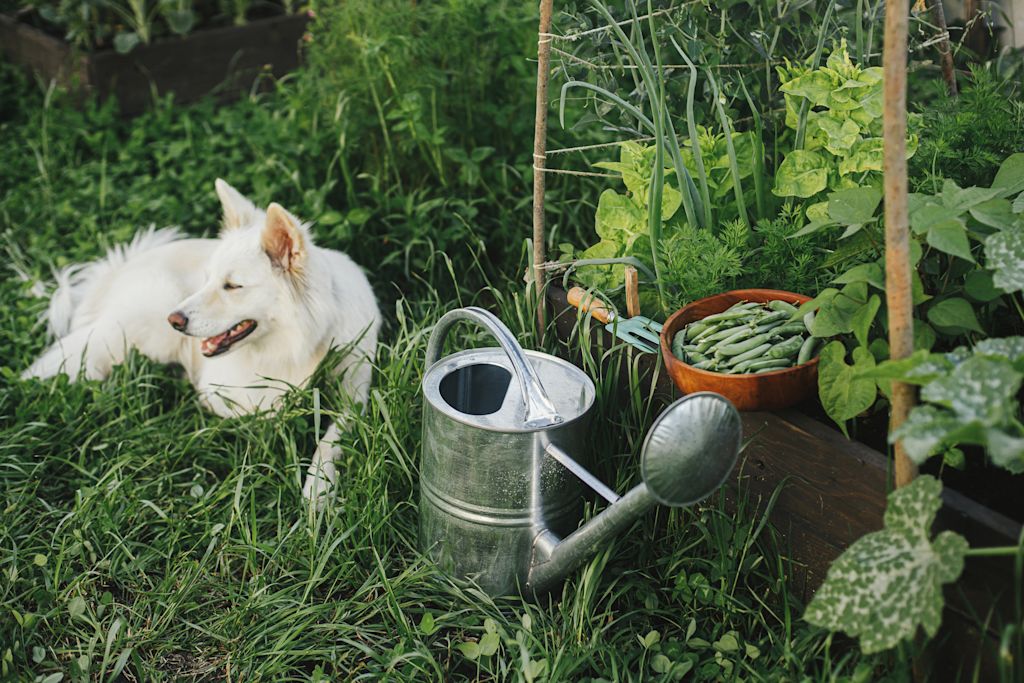 chien et danger des engrais