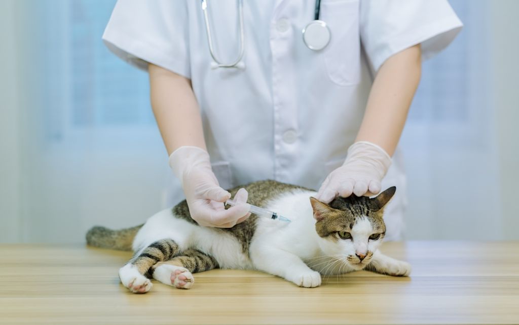 Dierenarts vaccineert kat