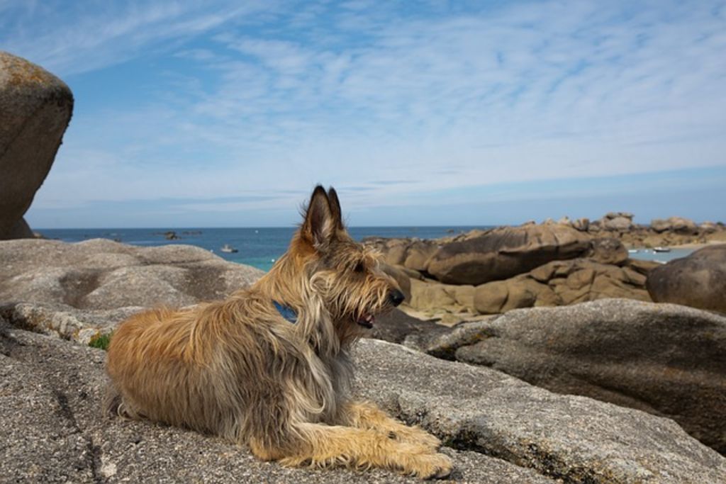 berger de picardie à la mer