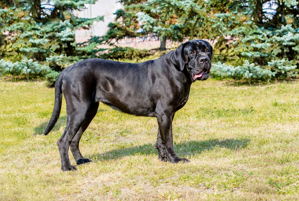 cane corso noir