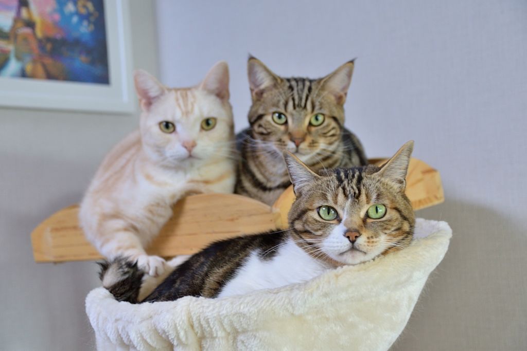 Tierarztrechnungen gehen schnell ins Geld