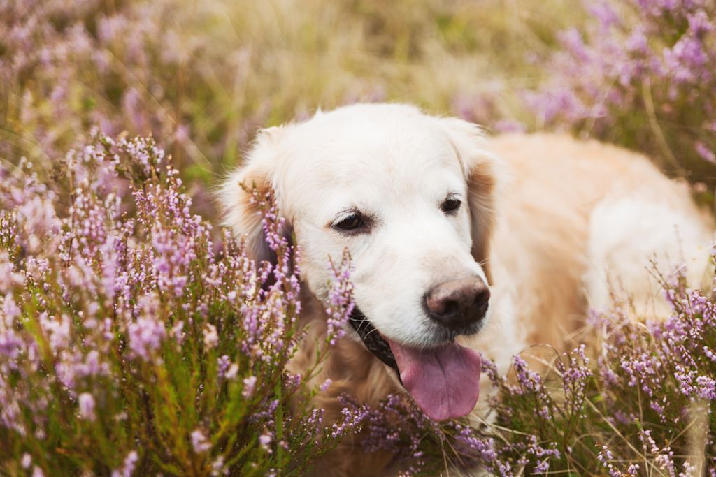 Perro entre flores lilas