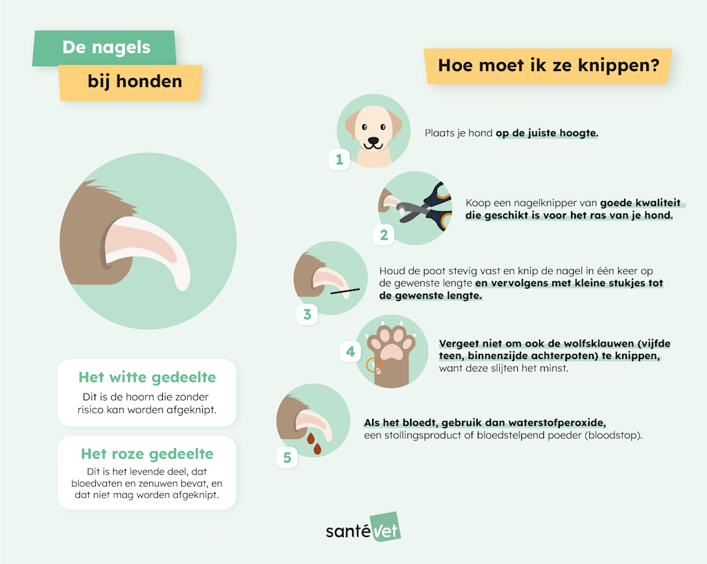 Infographic - De klauwen van de hond