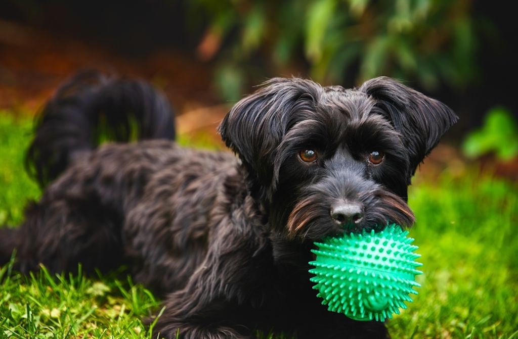Perro negro con pelota verde en la boca sobre el césped