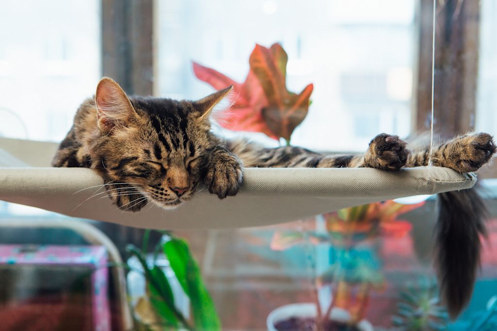 Chat d-intérieur Cat Indoor Assurance Santévet Belgique (1)