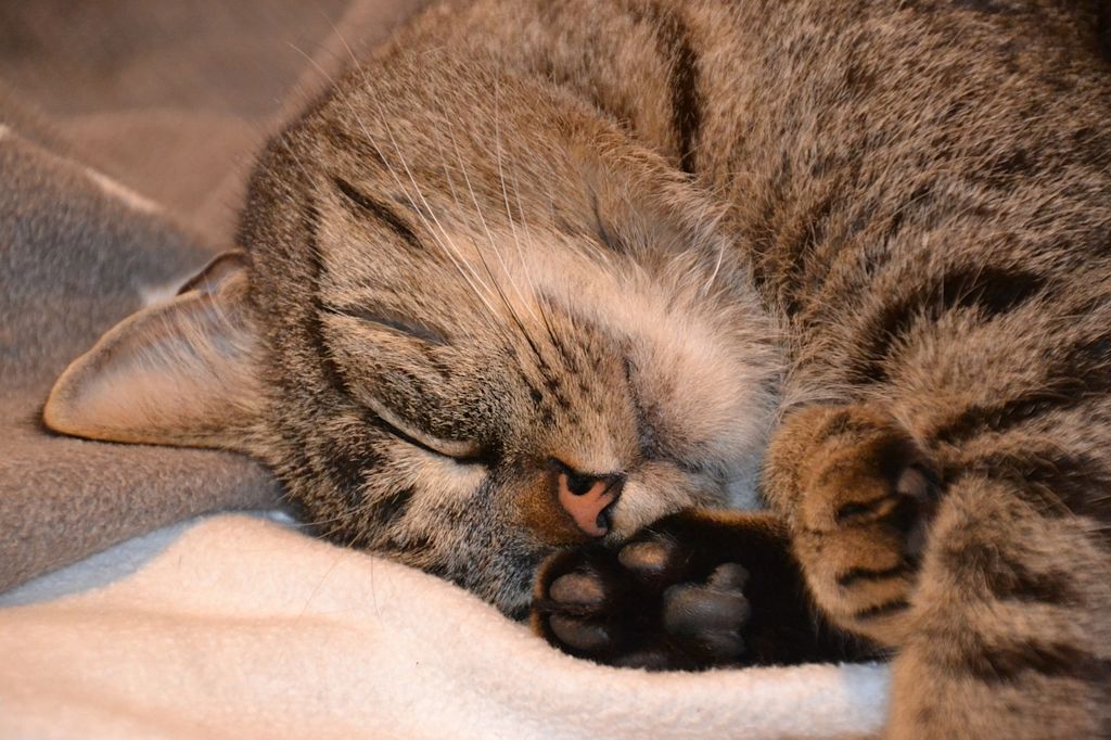 chat tigré endormi