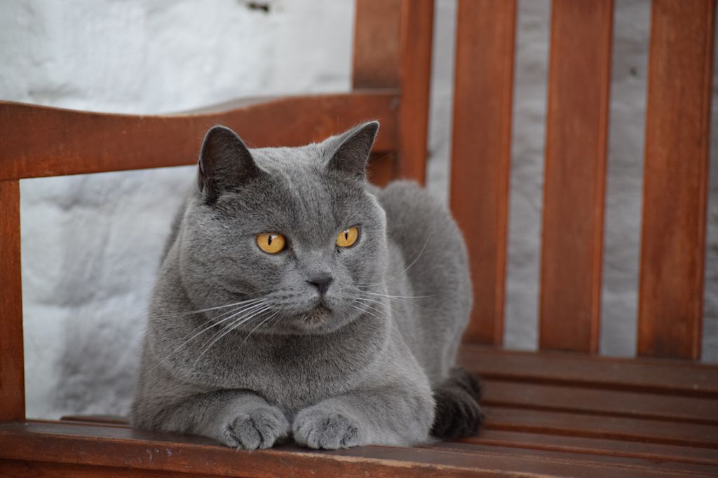 adulte chartreux