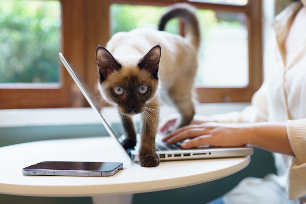 Manche Rassen sind dünner