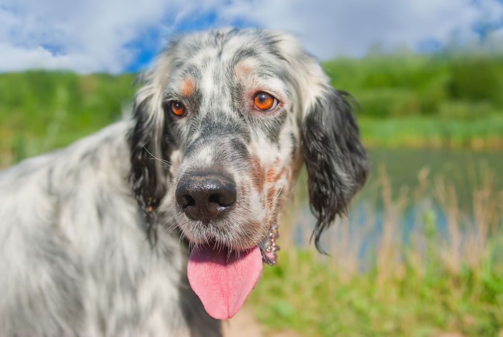 portrait setter anglais